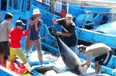 Tuna exports to EU soar in October