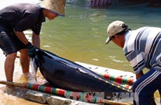 Khanh Hoa’s fishermen trained to protect dolphins