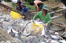 Tra fish exports estimated to increase 6.6 percent in 2016
