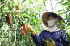 Da Lat aims to become top vegetable producer in Southeast Asia