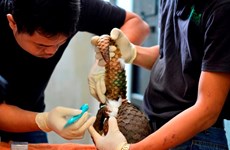 Largest ever number of rare pangolins released into wild