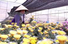 Da Lat to open flower trading centre