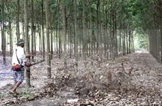 Rubber sector enjoys 51-percent profit growth in 2016  