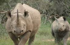Graffiti calls for end to rhino horn use in Vietnam