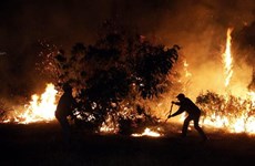 Indonesia to apply strict measures against forest fire-related firms