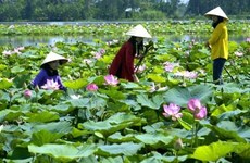 Farmers make ecotourism boom in Dong Thap
