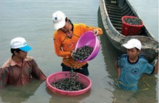  Ba Ria-Vung Tau: Oyster farming brings stable incomes to locals