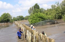 Community role in mangrove forest management