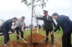 Thua Thien-Hue strives for forest coverage of 57 percent this year