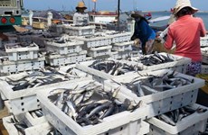 Quang Tri fishermen enjoy good catches in new-year sailings