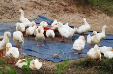 Nghe An province takes action to curb avian flu