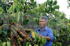 Buon Ma Thuot coffee festival slated for March