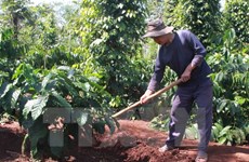 Certified coffee farming improves local income in Dak Lak 