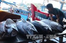 Vietnamese tuna loses competitive edge in Japan due to high taxes