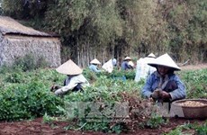 Tra Vinh farmers receive assistance to adapt to climate change