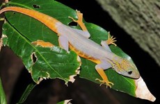 Ca Mau: 700 psychedelic Vietnam geckos found on Hon Khoai island