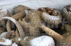 Students gain insight into pangolin conservation