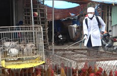 Quang Ninh strengthens border inspection given China’s H7N9 outbreak