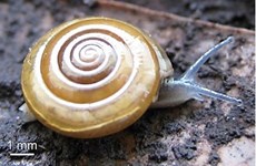New snail species discovered in Thai province