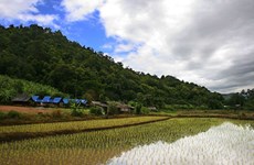 Thai rice still in global demand