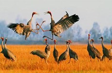 Red-headed cranes return to Phu My Reserve