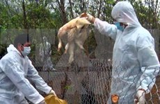 Nam Dinh work to hinder spread of A/H5N1 virus