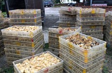 Quang Ninh: 12,000 smuggled chickens culled