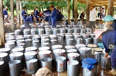 Vietnam earns 392 mln USD from rubber export in two months 