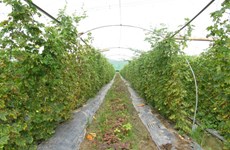 Da Nang to up use of organic fertiliser