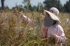 Thailand aims to export 10 million tonnes of rice in 2017