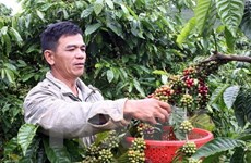 Dak Nong province increases aid to coffee farmers