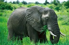 Quang Nam: over 5.6 mln USD for elephant conservation project 