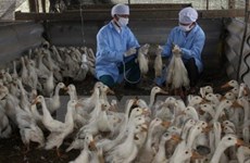 A/H5N1 avian flu spotted in Bac Ninh