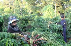 Deal expected to revive Vietnam's coffee industry 