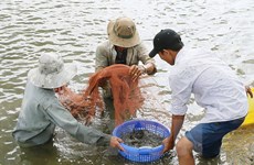 Action plan drafted to develop shrimp sector