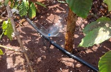 Central Highlands ensures sufficient water for coffee trees 