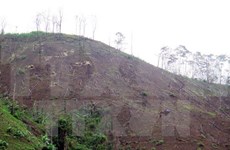 Dien Bien prosecutes deforestation cases in Muong Nhe