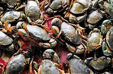 Ca Mau develops ecological crab farming