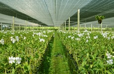 Phu Yen develops hi-tech agricultural zone