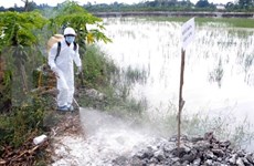 More efforts needed to prevent A/H7N9 from entering Vietnam