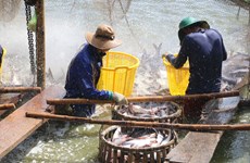 US continues anti-dumping duty order on Vietnamese fish fillets