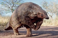  Products from endangered pangolins have no medical benefits