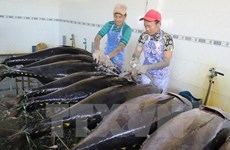 Tien Giang strives to catch 98,000 tonnes of seafood this year