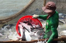 Soaring tra fish prices entice Mekong farmers