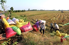 Land accumulation must benefit farmers: Deputy PM