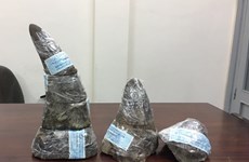 Five kg of rhino horn seized at southern airport