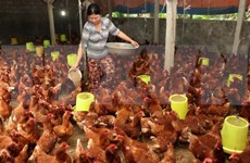 Official: Vietnam has yet to export live poultry to Saudi Arabia