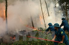 Central Highlands vigilant at forest fires during dry season peak