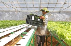 Japanese firms plan to invest in agriculture in Ha Nam 