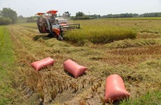 New technology ups rice value in Can Tho